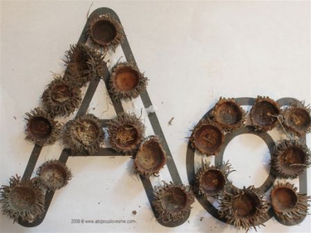 Acorns