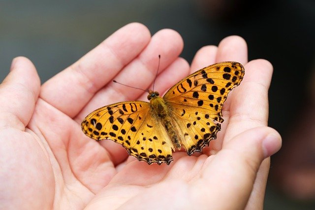 Butterfly sitting on a child's hands